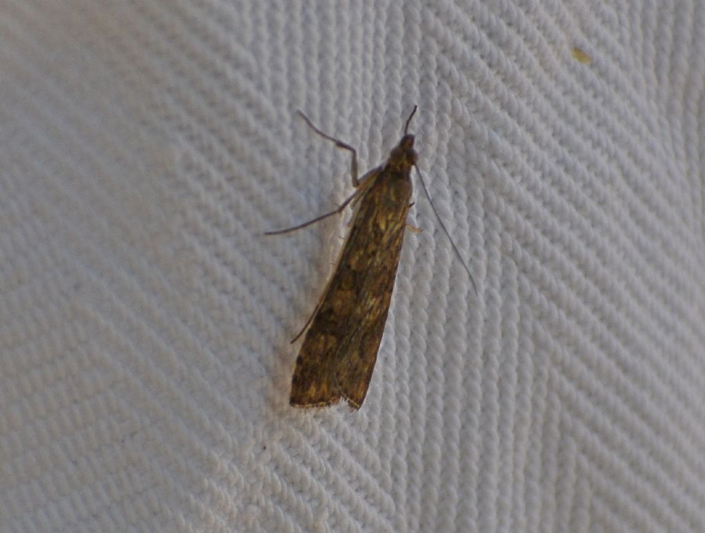 Nomophila noctuella (Crambidae)